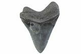 Serrated, Fossil Megalodon Tooth - South Carolina #371866-1